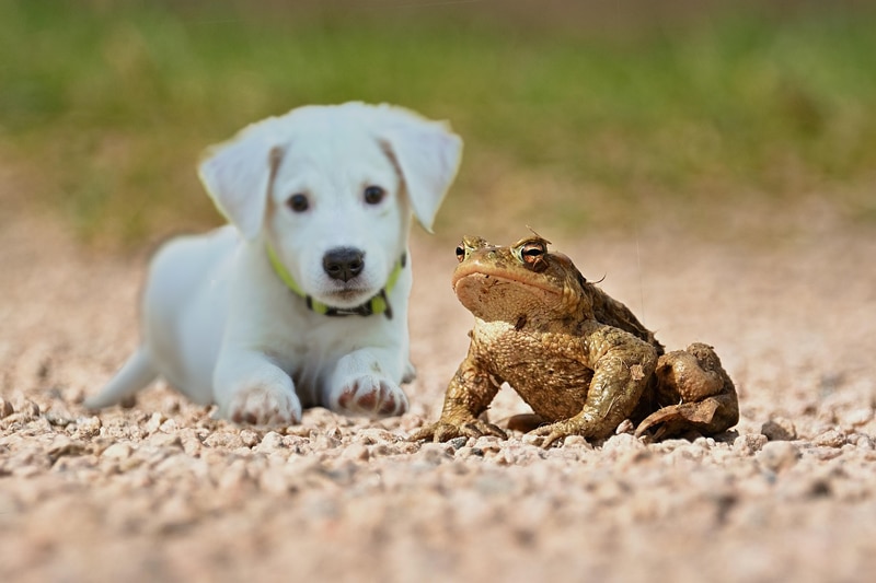 Par jeu, les chiens sont intéressés par les crapauds